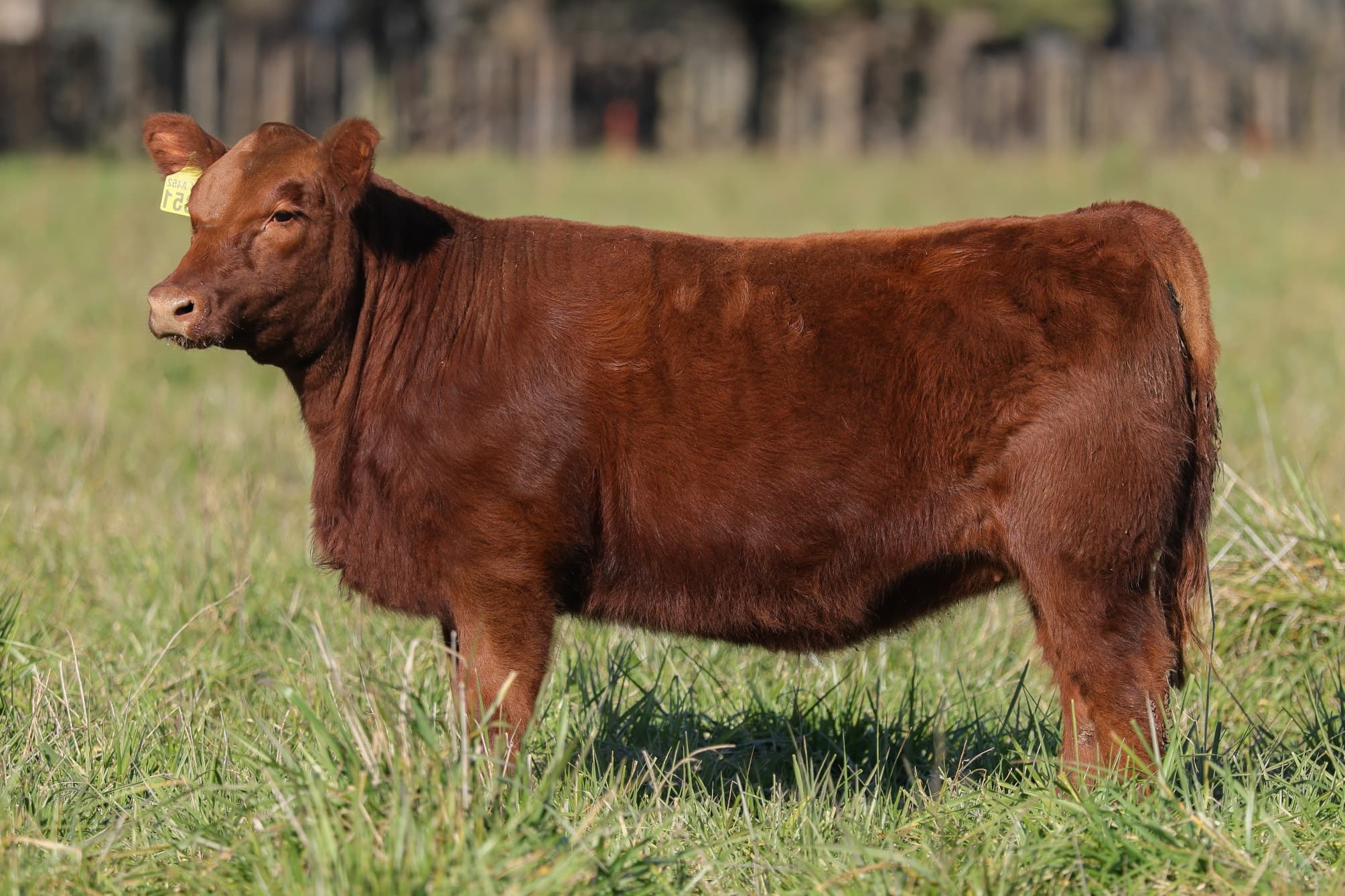 Ternera RP J5851