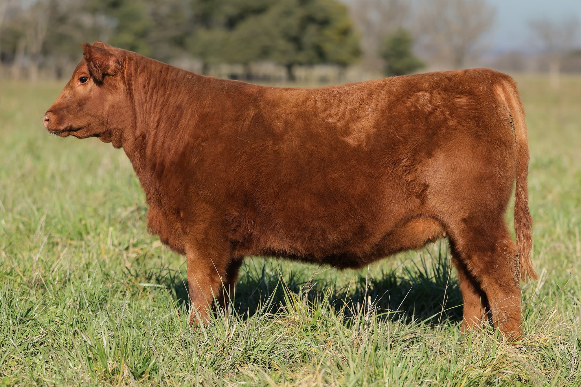 Ternera RP J5879