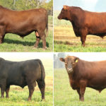 toros-aberdeen-angus