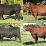 toros-aberdeen-angus